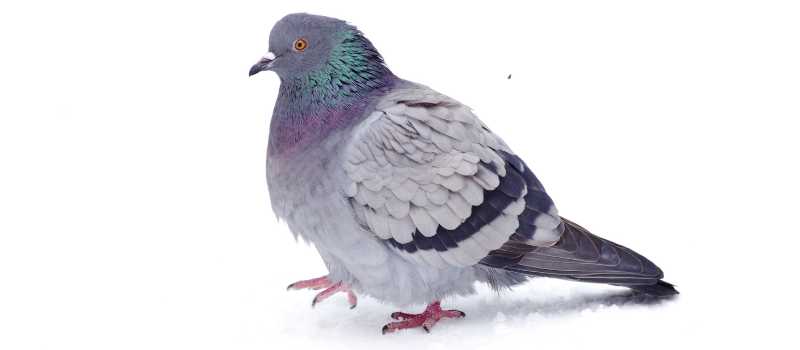 Pigeon Pest Control Service