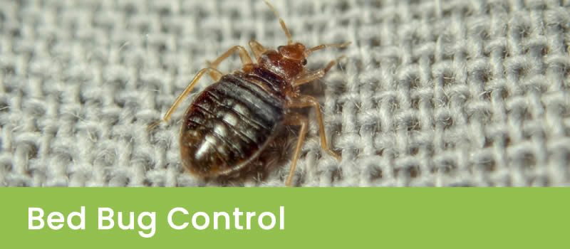 Bed Bug Control Perth