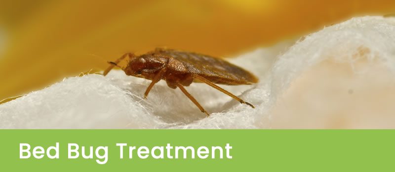 Bed Bug Management in Perth WA