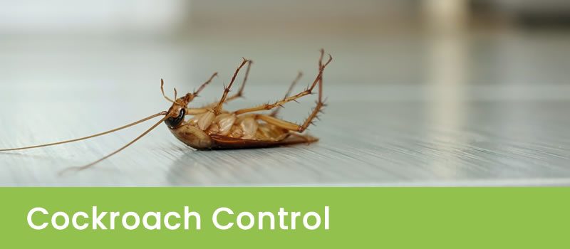 Cockroach Control Perth