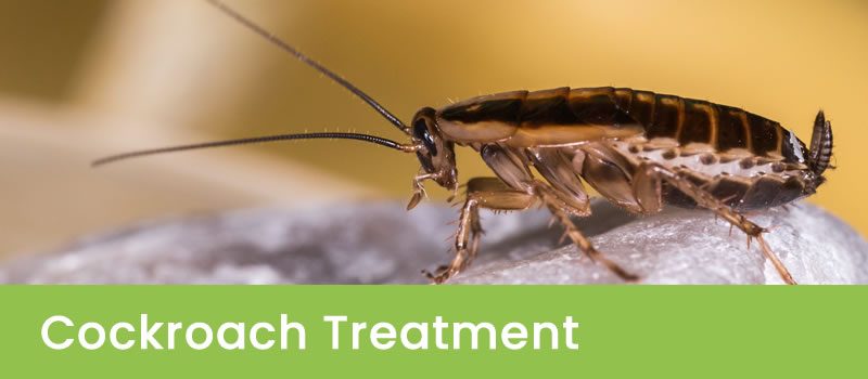 Perth Cockroach Pest Control