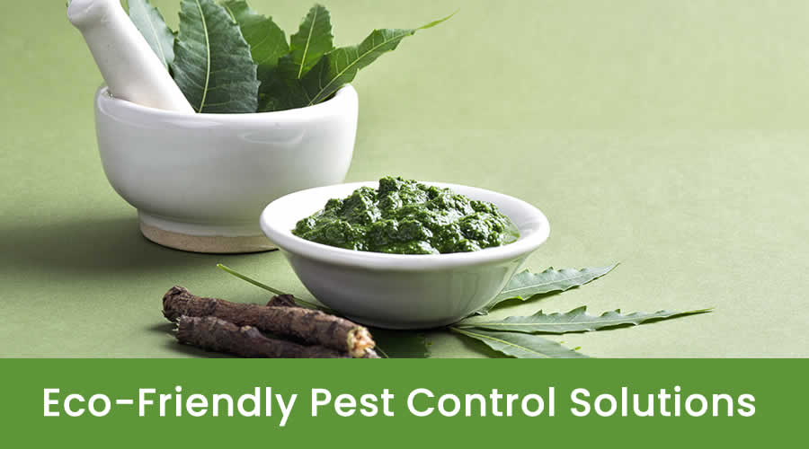 Eco Friendly Pest Control Solutions