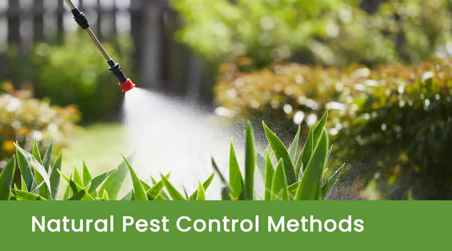 Natural Pest Control Strategies