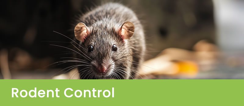 Rodent Control Perth