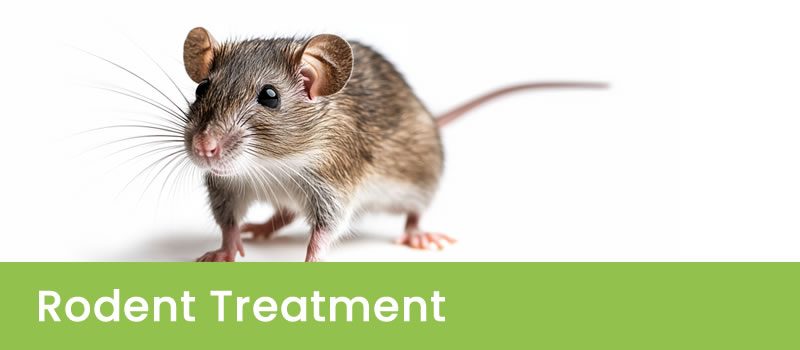 Effective Rodent Removal in Perth