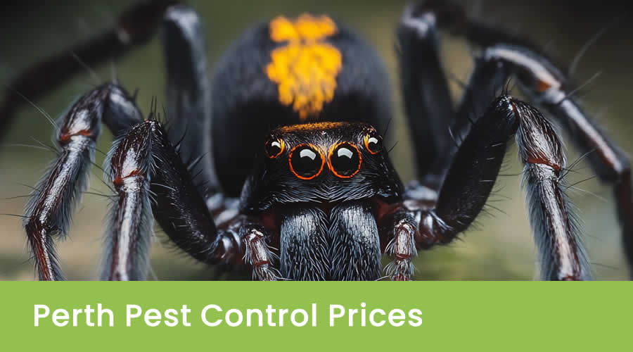 Pest Control Price in Western Australia